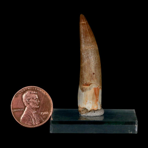 1.8" Plesiosaur Zarafasaura Tooth Fossil Cretaceous Dinosaur Era COA, Stand - Fossil Age Minerals