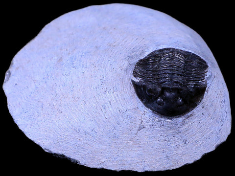 1.1" Scabriscutellum Trilobite Fossil Devonian Morocco 400 Million Years Old COA - Fossil Age Minerals