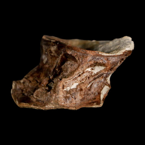 1.7" Ichthyodectes Fish Fossil Vertebrae Late Cretaceous Era Niobrara Formation Kansas - Fossil Age Minerals