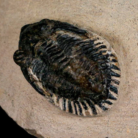 1.4" Metacanthina Issoumourensis Trilobite Fossil Devonian Age 400 Mil Yrs Old COA - Fossil Age Minerals