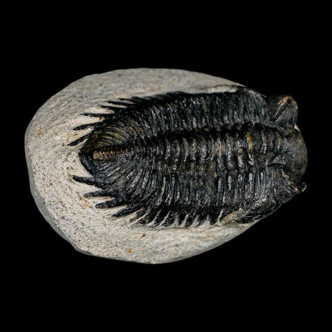 2.3" Coltraenia Oufatenensis Trilobite Fossil Devonian Morocco 400 Mil Yrs Old COA - Fossil Age Minerals