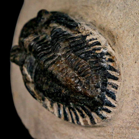 1.4" Metacanthina Issoumourensis Trilobite Fossil Devonian Age 400 Mil Yrs Old COA - Fossil Age Minerals
