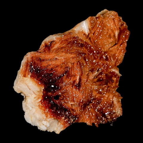 3.6" Sparkly Orange Vanadinite Crystals Orange Barite Blades Mineral Mabladen Morocco - Fossil Age Minerals