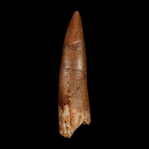 XL 2.1" Plesiosaur Zarafasaura Tooth Fossil Cretaceous Dinosaur Era COA, Stand - Fossil Age Minerals