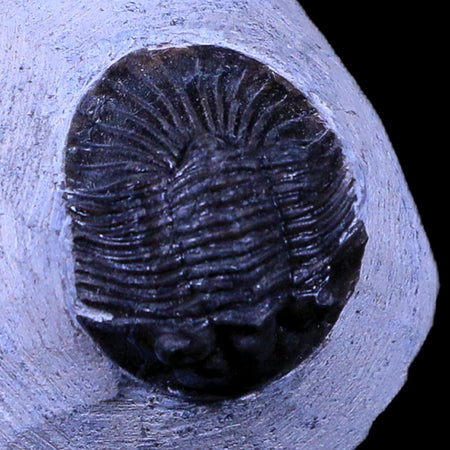 1.1" Scabriscutellum Trilobite Fossil Devonian Morocco 400 Million Years Old COA