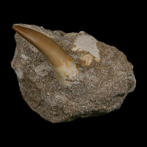 1.6" Plesiosaur Zarafasaura Tooth Fossil In Matrix Cretaceous Dinosaur Era COA