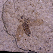 0.4 Detailed Fossil March Fly Insect Green River FM Uintah County UT Eocene Age