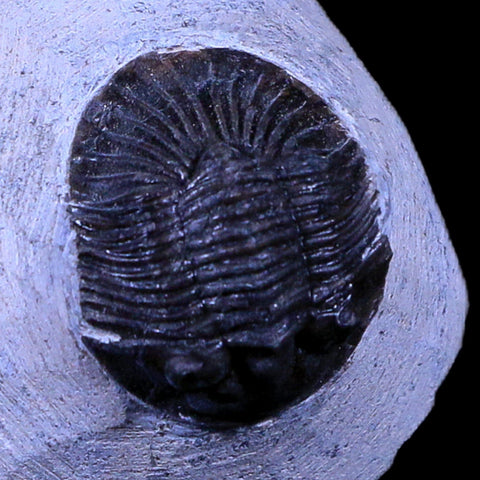 1.1" Scabriscutellum Trilobite Fossil Devonian Morocco 400 Million Years Old COA - Fossil Age Minerals