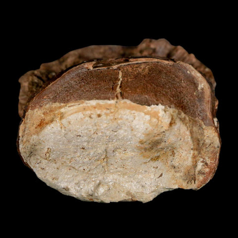 1.7" Ichthyodectes Fish Fossil Vertebrae Late Cretaceous Era Niobrara Formation Kansas - Fossil Age Minerals