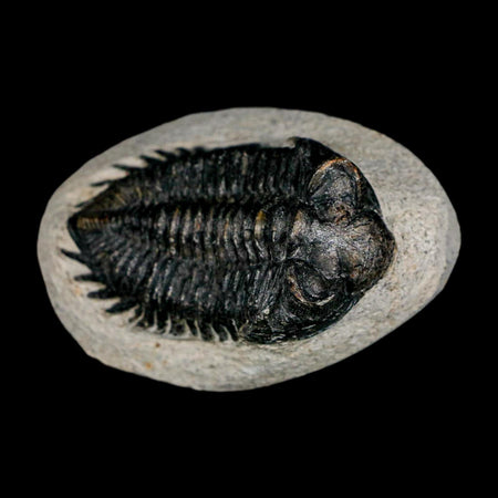 2.3" Coltraenia Oufatenensis Trilobite Fossil Devonian Morocco 400 Mil Yrs Old COA
