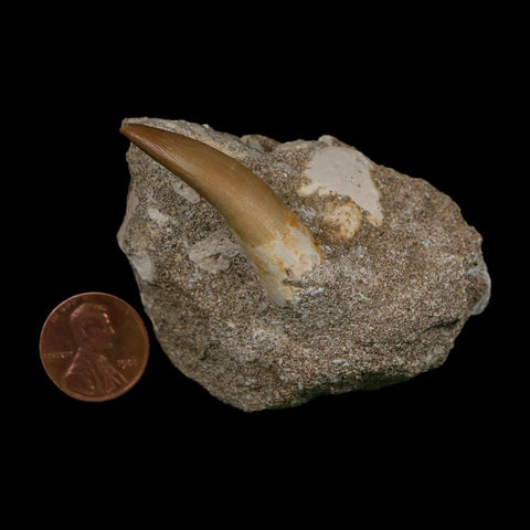 1.6" Plesiosaur Zarafasaura Tooth Fossil In Matrix Cretaceous Dinosaur Era COA