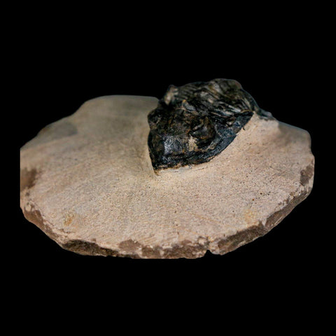 1.4" Metacanthina Issoumourensis Trilobite Fossil Devonian Age 400 Mil Yrs Old COA - Fossil Age Minerals