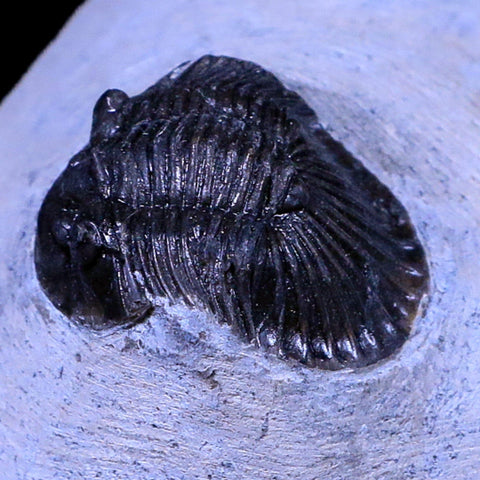 1.1" Scabriscutellum Trilobite Fossil Devonian Morocco 400 Million Years Old COA - Fossil Age Minerals