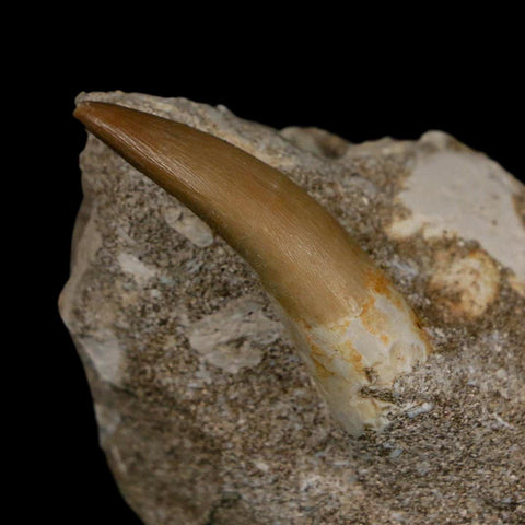 1.6" Plesiosaur Zarafasaura Tooth Fossil In Matrix Cretaceous Dinosaur Era COA