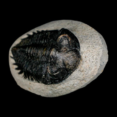 2.3" Coltraenia Oufatenensis Trilobite Fossil Devonian Morocco 400 Mil Yrs Old COA - Fossil Age Minerals