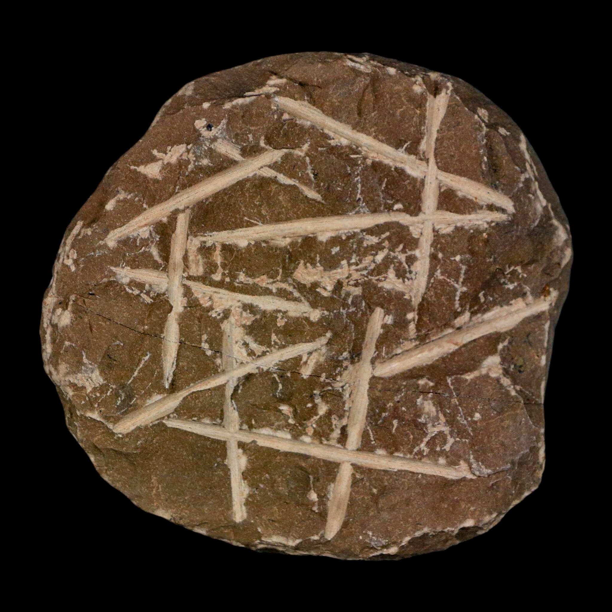 1.4" Metacanthina Issoumourensis Trilobite Fossil Devonian Age 400 Mil Yrs Old COA - Fossil Age Minerals