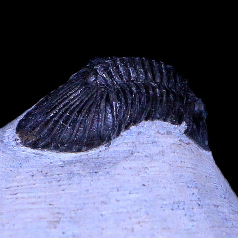 1.1" Scabriscutellum Trilobite Fossil Devonian Morocco 400 Million Years Old COA - Fossil Age Minerals