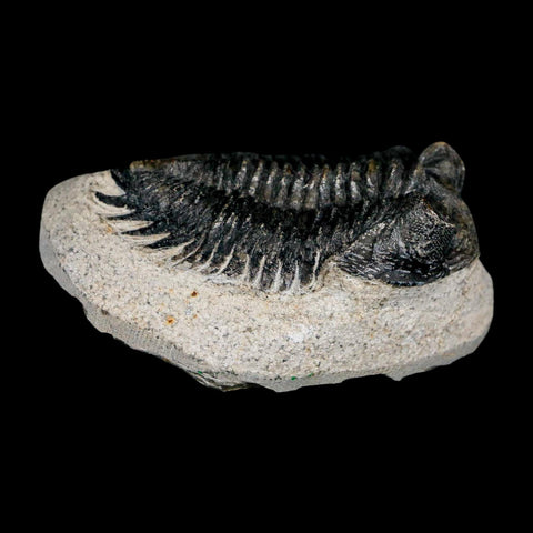 2.3" Coltraenia Oufatenensis Trilobite Fossil Devonian Morocco 400 Mil Yrs Old COA - Fossil Age Minerals