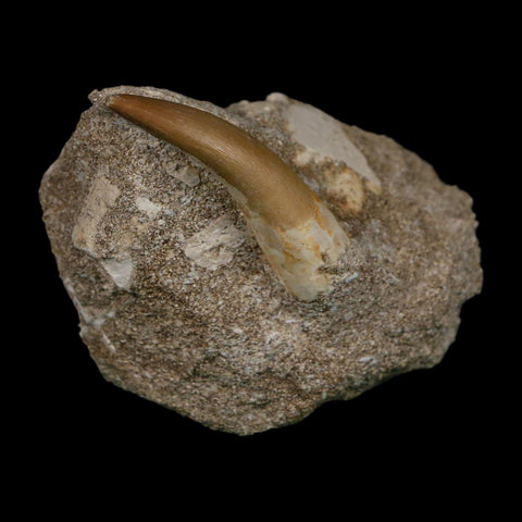 1.6" Plesiosaur Zarafasaura Tooth Fossil In Matrix Cretaceous Dinosaur Era COA
