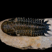 3.8" Crotalocephalus Gibbus Trilobite Fossil Morocco Devonian Age 400 Mil Yrs Old COA