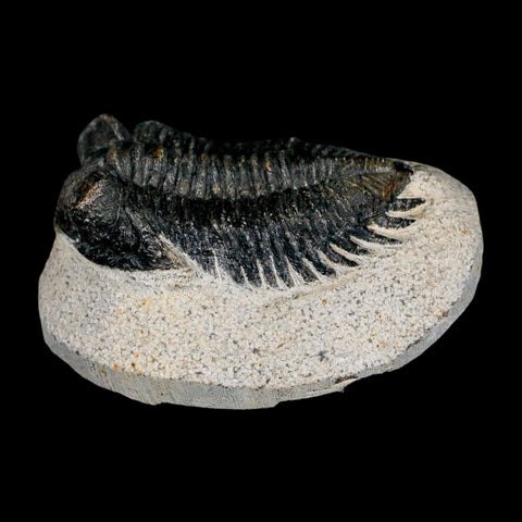 2.3" Coltraenia Oufatenensis Trilobite Fossil Devonian Morocco 400 Mil Yrs Old COA - Fossil Age Minerals