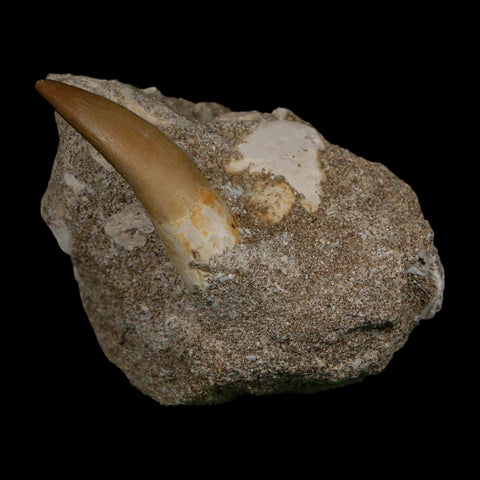 1.6" Plesiosaur Zarafasaura Tooth Fossil In Matrix Cretaceous Dinosaur Era COA
