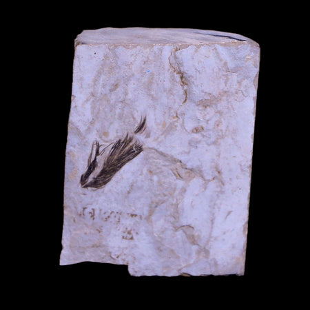 0.5 Rare Detailed Fossil Bird Feather Green River FM Uintah County UT Eocene Age