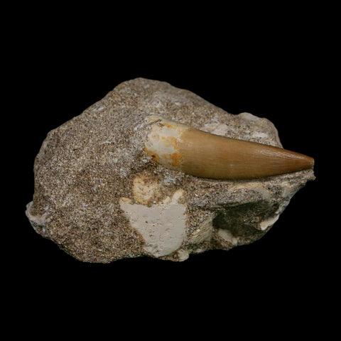 1.6" Plesiosaur Zarafasaura Tooth Fossil In Matrix Cretaceous Dinosaur Era COA