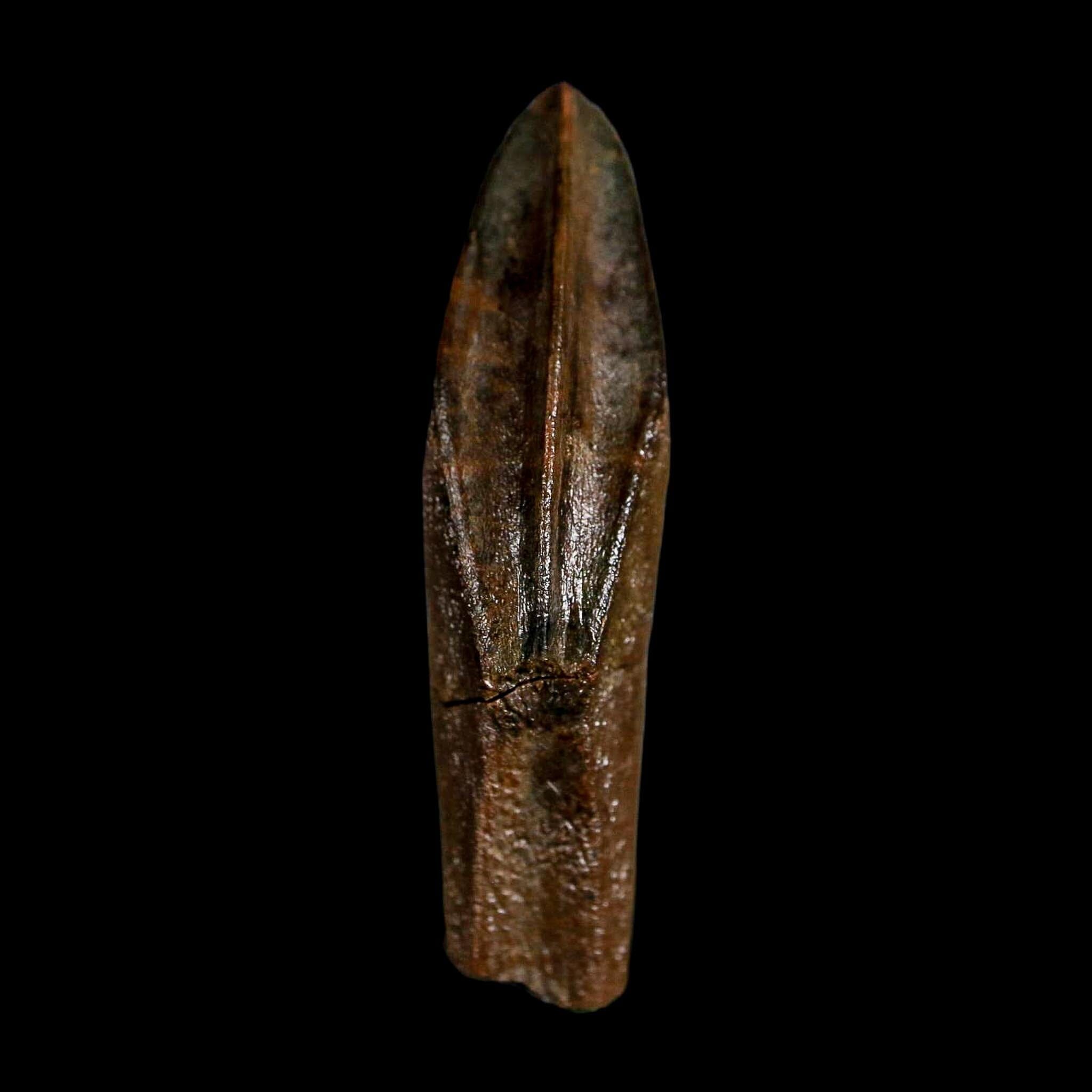 XL 1.5" Edmontosaurus Dinosaur Fossil Rooted Tooth Hell Creek FM Montana COA Display - Fossil Age Minerals