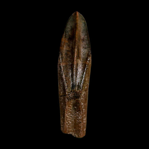 XL 1.5" Edmontosaurus Dinosaur Fossil Rooted Tooth Hell Creek FM Montana COA Display