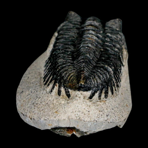 2.3" Coltraenia Oufatenensis Trilobite Fossil Devonian Morocco 400 Mil Yrs Old COA - Fossil Age Minerals