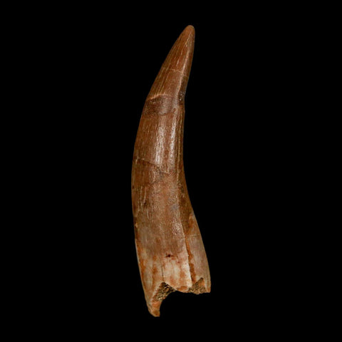 XL 2.1" Plesiosaur Zarafasaura Tooth Fossil Cretaceous Dinosaur Era COA, Stand - Fossil Age Minerals