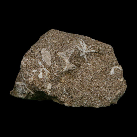 1.6" Plesiosaur Zarafasaura Tooth Fossil In Matrix Cretaceous Dinosaur Era COA