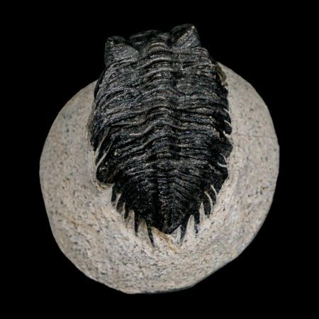 1.9" Coltraenia Oufatenensis Trilobite Fossil Devonian Morocco 400 Mil Yrs Old COA