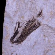 0.5 Rare Detailed Fossil Bird Feather Green River FM Uintah County UT Eocene Age