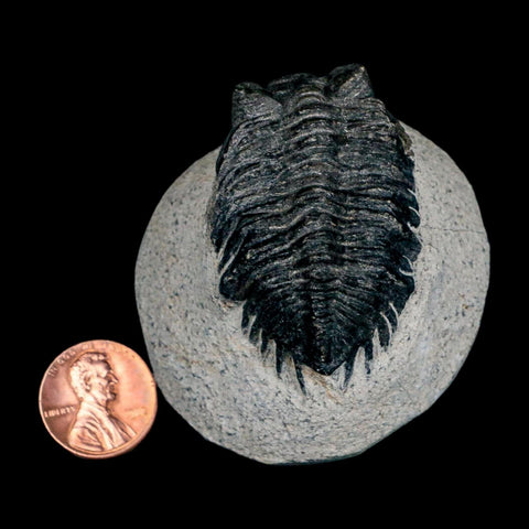 1.9" Coltraenia Oufatenensis Trilobite Fossil Devonian Morocco 400 Mil Yrs Old COA - Fossil Age Minerals