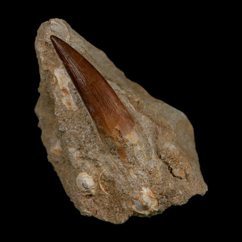 1.7" Plesiosaur Zarafasaura Tooth Fossil In Matrix Cretaceous Dinosaur Era COA