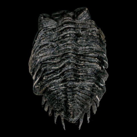 1.9" Coltraenia Oufatenensis Trilobite Fossil Devonian Morocco 400 Mil Yrs Old COA - Fossil Age Minerals