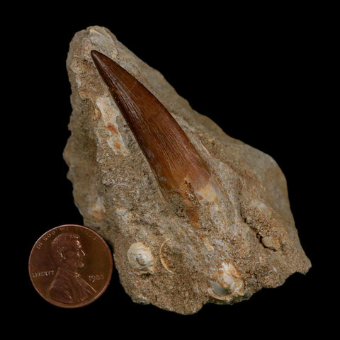1.7" Plesiosaur Zarafasaura Tooth Fossil In Matrix Cretaceous Dinosaur Era COA