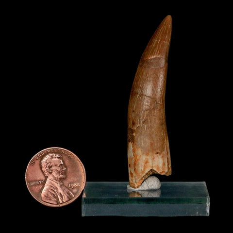 XL 2.1" Plesiosaur Zarafasaura Tooth Fossil Cretaceous Dinosaur Era COA, Stand - Fossil Age Minerals