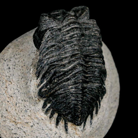 1.9" Coltraenia Oufatenensis Trilobite Fossil Devonian Morocco 400 Mil Yrs Old COA - Fossil Age Minerals