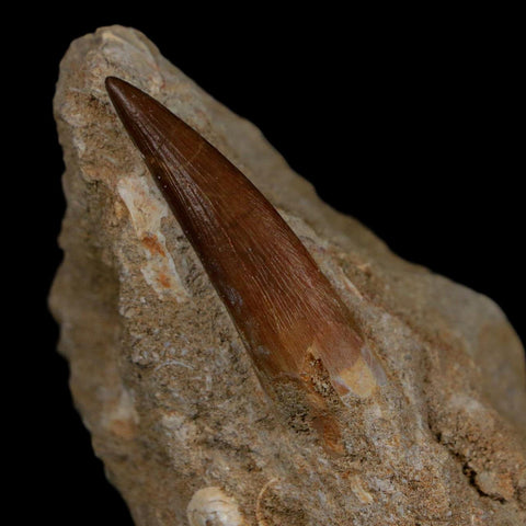 1.7" Plesiosaur Zarafasaura Tooth Fossil In Matrix Cretaceous Dinosaur Era COA