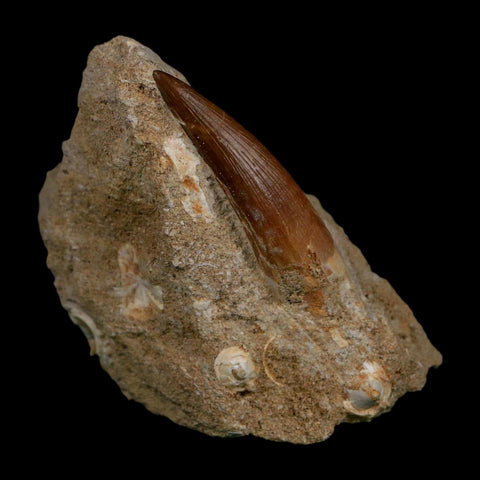 1.7" Plesiosaur Zarafasaura Tooth Fossil In Matrix Cretaceous Dinosaur Era COA