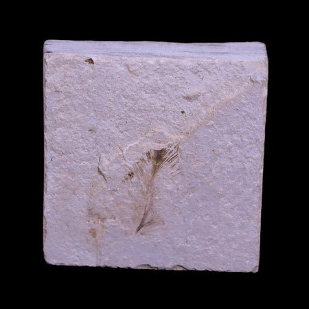 0.6 Rare Detailed Fossil Bird Feather Green River FM Uintah County UT Eocene Age