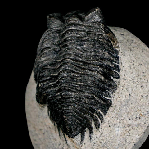 1.9" Coltraenia Oufatenensis Trilobite Fossil Devonian Morocco 400 Mil Yrs Old COA - Fossil Age Minerals