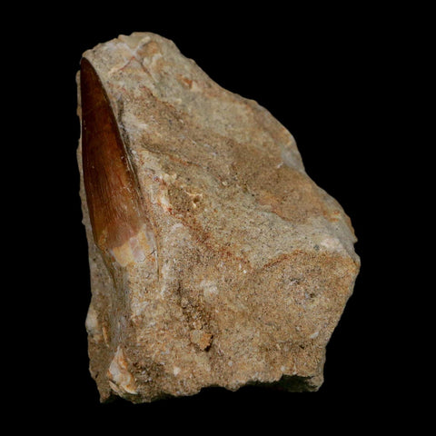 1.7" Plesiosaur Zarafasaura Tooth Fossil In Matrix Cretaceous Dinosaur Era COA