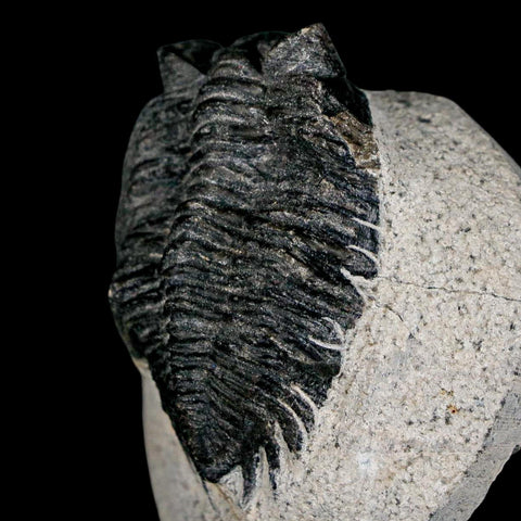 1.9" Coltraenia Oufatenensis Trilobite Fossil Devonian Morocco 400 Mil Yrs Old COA - Fossil Age Minerals