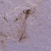 0.6 Rare Detailed Fossil Bird Feather Green River FM Uintah County UT Eocene Age