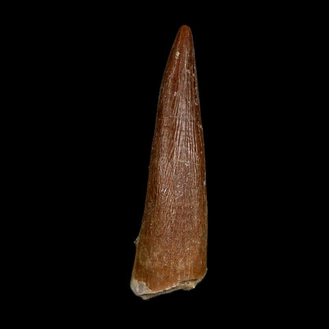 1.7" Plesiosaur Zarafasaura Tooth Fossil Cretaceous Dinosaur Era COA, Stand - Fossil Age Minerals