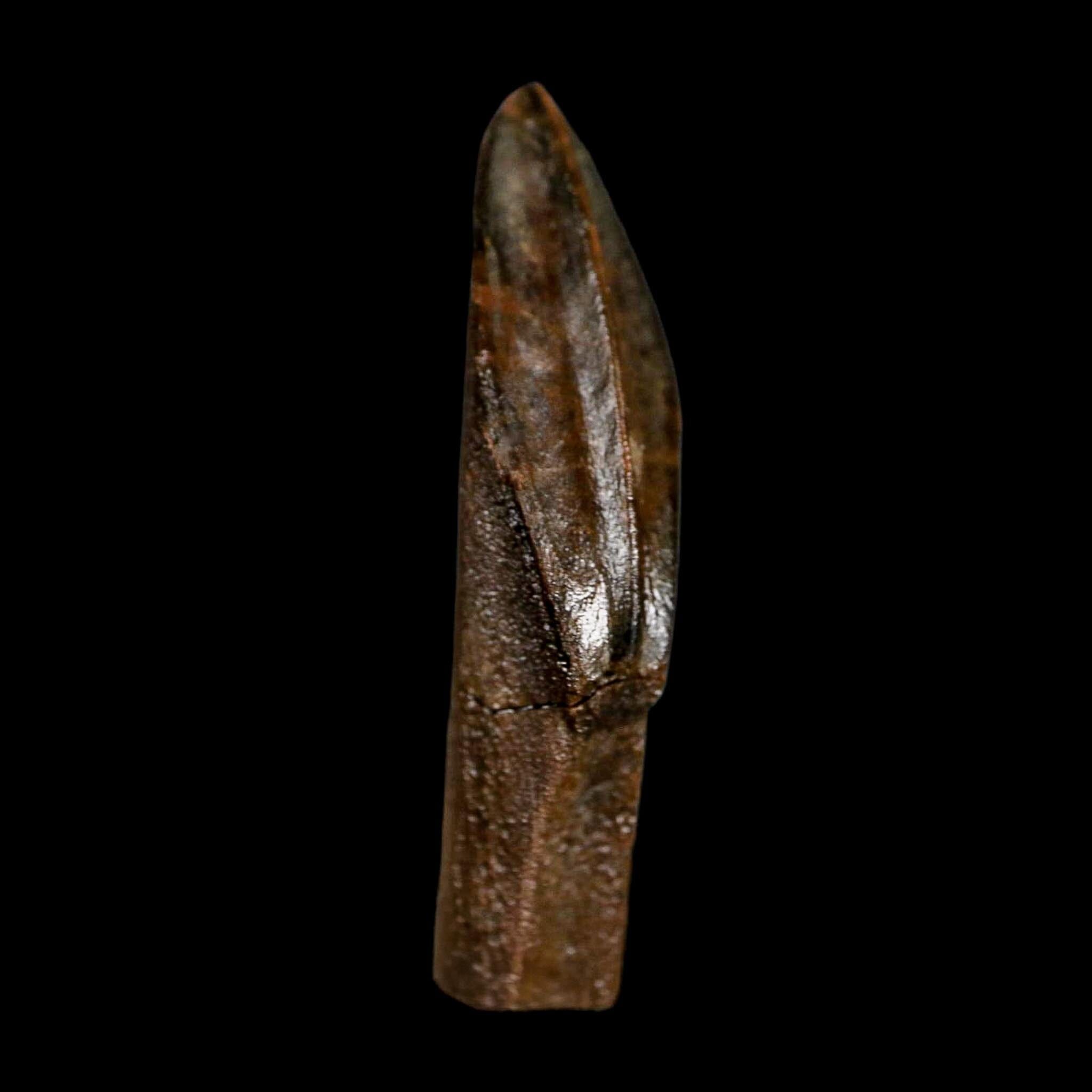 XL 1.5" Edmontosaurus Dinosaur Fossil Rooted Tooth Hell Creek FM Montana COA Display - Fossil Age Minerals